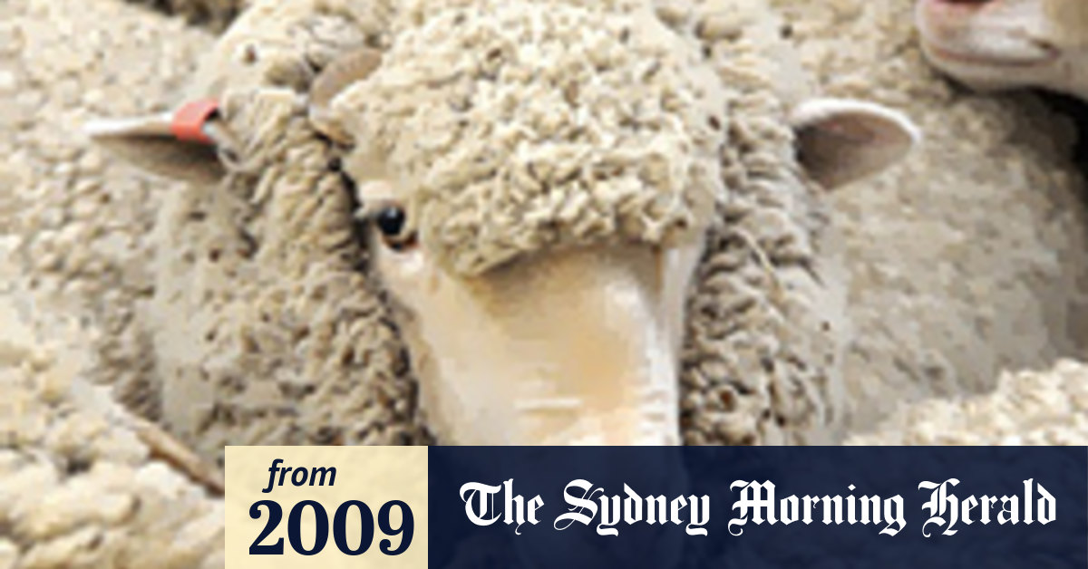 This cruelty to sheep is economically unsound